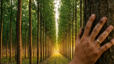 "انقلاب سبز در سرمایه‌گذاری؛ راهنمای جامع درآمدزایی از کاشت نهال صنوبر برای چوب"