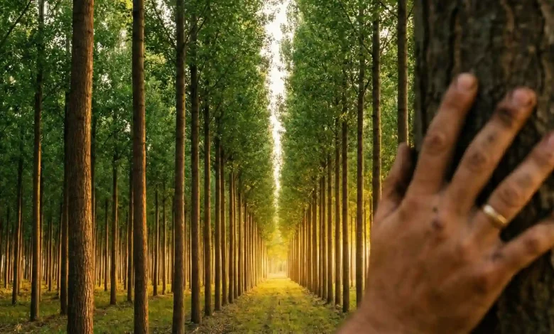 "انقلاب سبز در سرمایهگذاری؛ راهنمای جامع درآمدزایی از کاشت نهال صنوبر برای چوب"